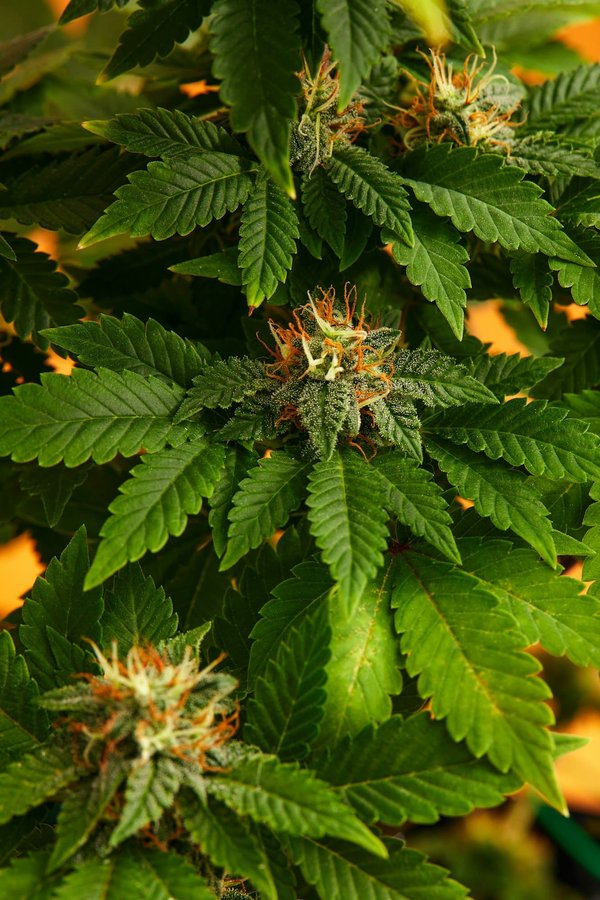 5 bonnes raisons d'acheter des fleurs de chanvre indoor dès maintenant